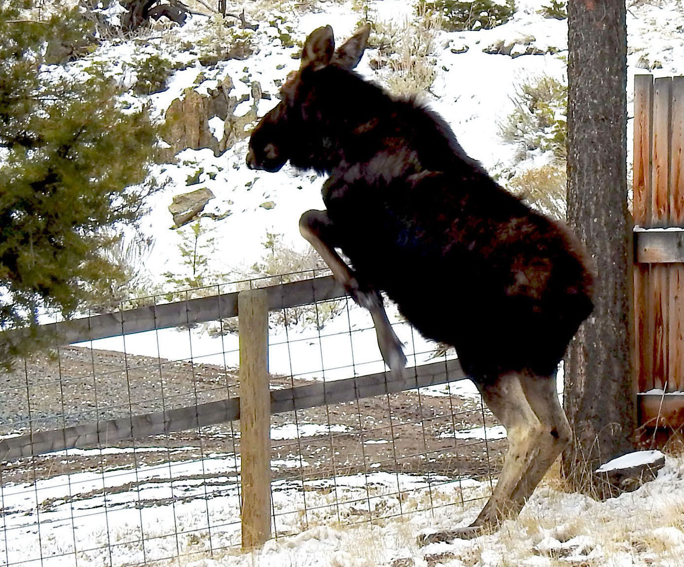 Jumping moose
